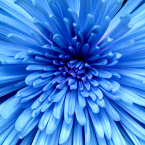 Ubrousky na dekupáž - Modrá chryzantéma - 1ks